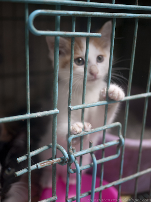 Caged kitten