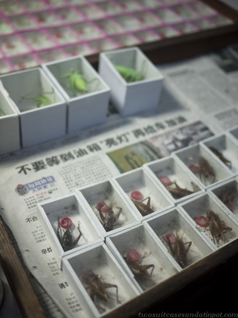 Live crickets and grasshoppers in boxes.
