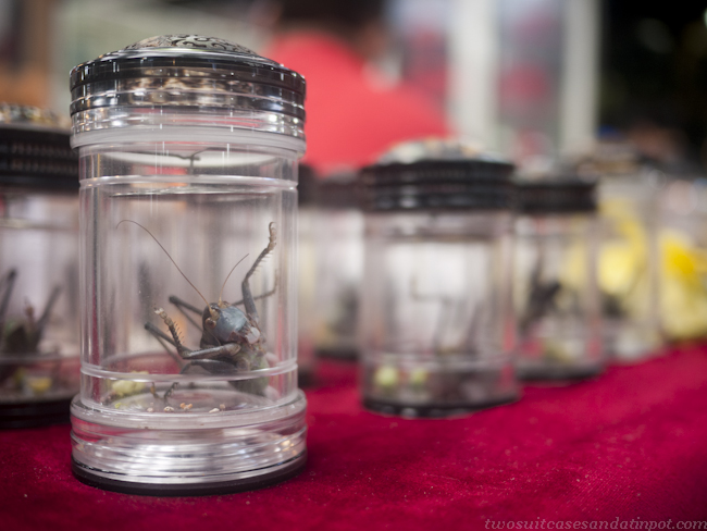 Crickets in jars at the bird and instect market in Shanghai